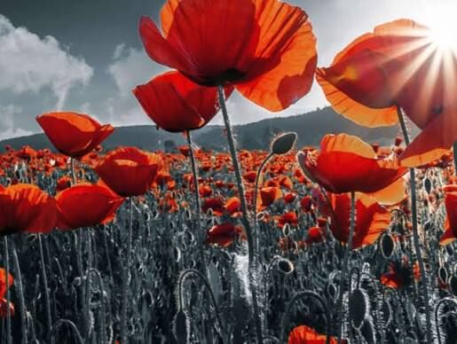 No Swimming - Remembrance Day image
