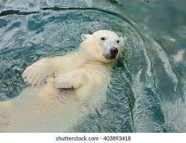 LCSC Polar Bear Dip image